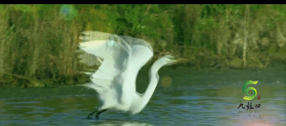 白鹭.gif