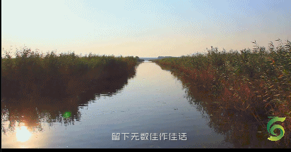 芦苇.gif